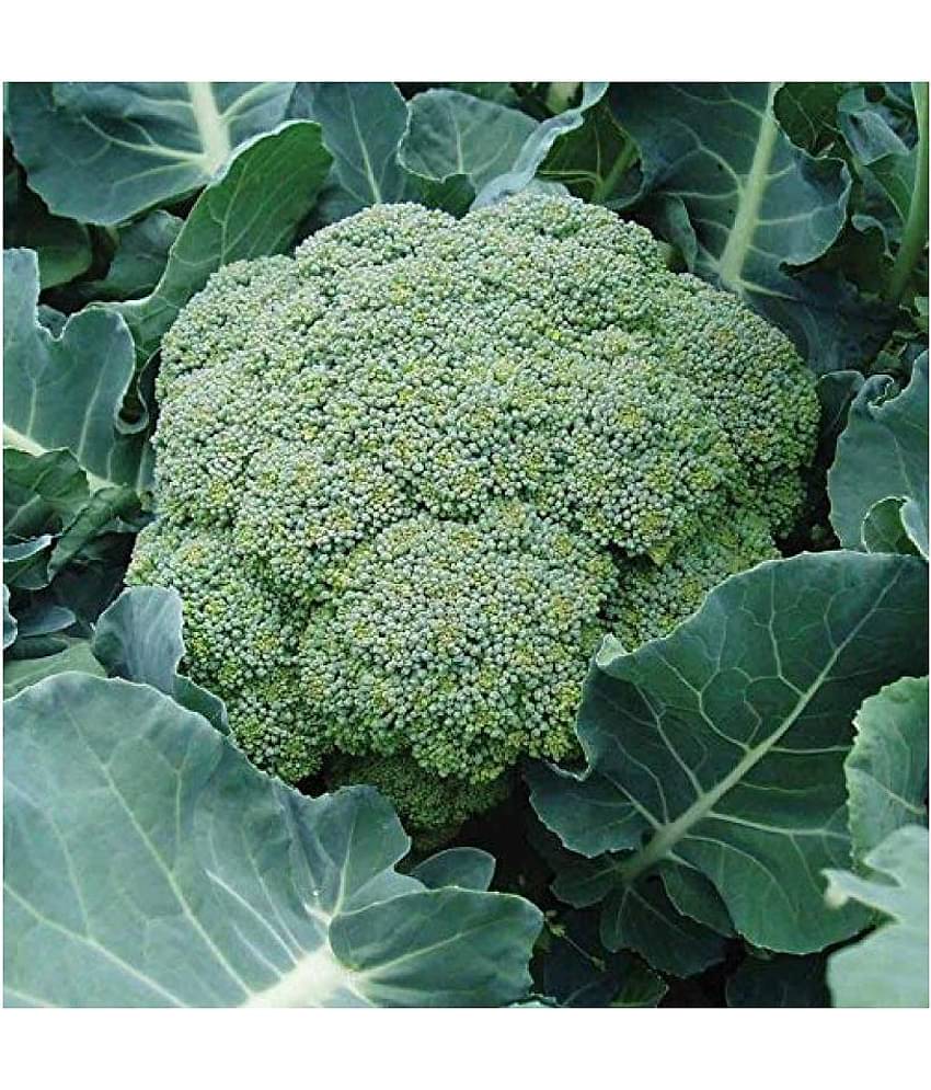 Broccoli Seeds, Non-GMO Broccoli Vegetable Gardening Seeds Pack of 50 Seeds + Instruction Manual