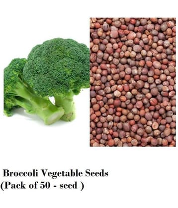 Broccoli Vegetable Seeds (Pack of 50 - seed )
