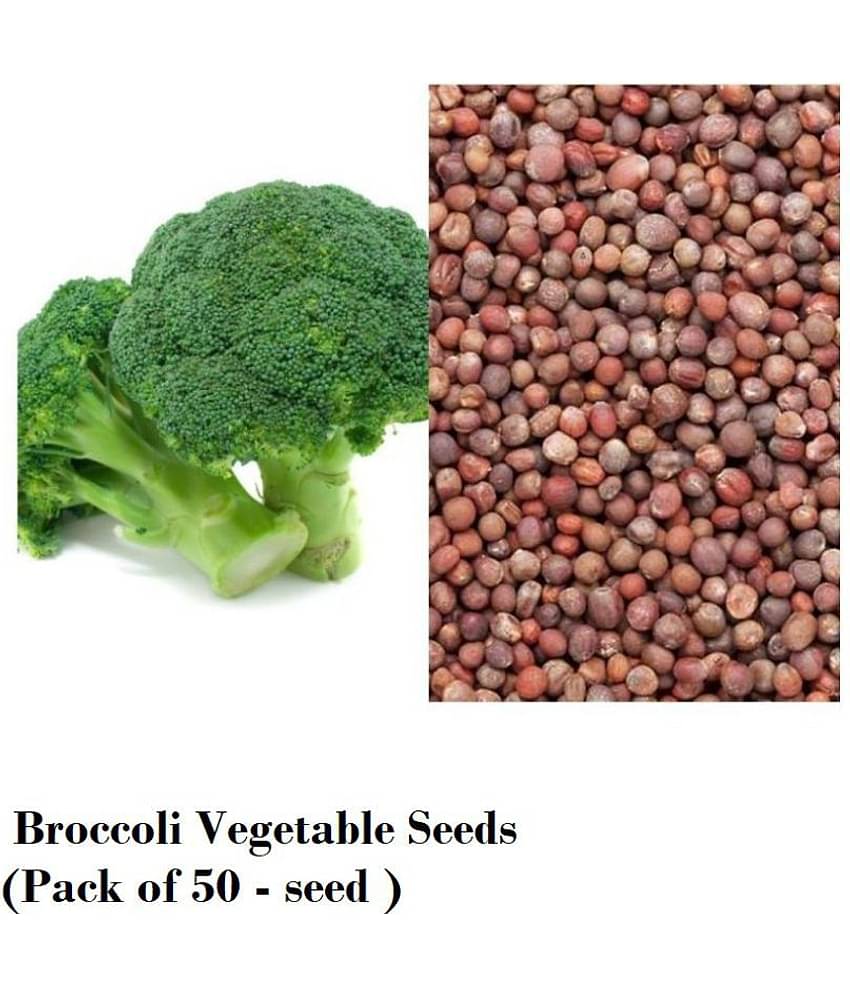 Broccoli Vegetable Seeds (Pack of 50 - seed )