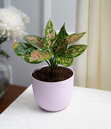 Aglaonema Pink in Pastel Planter-Pink