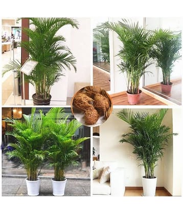 ARECA PALM TREE PLANT 20 SEEDS PACK FOR INDDOR OUTDOOR HOME TERRACE GARDENING USE WITH COCOPEAT AND USER MANUAL