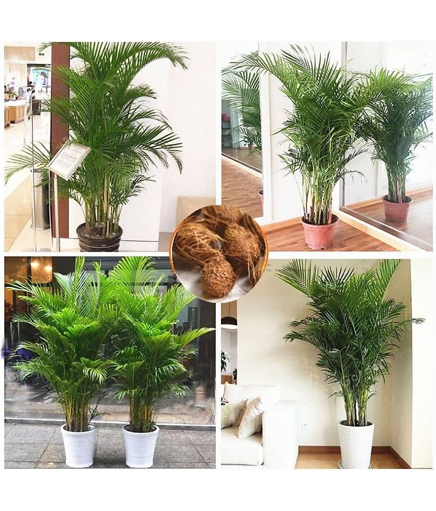 ARECA PALM TREE PLANT 20 SEEDS PACK FOR INDDOR OUTDOOR HOME TERRACE GARDENING USE WITH COCOPEAT AND USER MANUAL