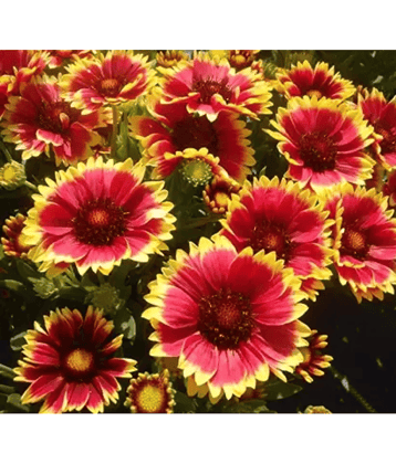 CLASSIC GREEN EARTH - Gaillardia Flower ( 30 Seeds )