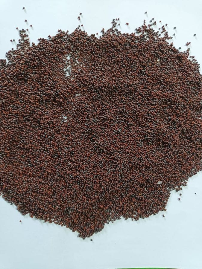 Mustard Seed - 1 kg