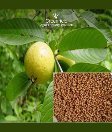 Giant Thailand guava 200 seeds
