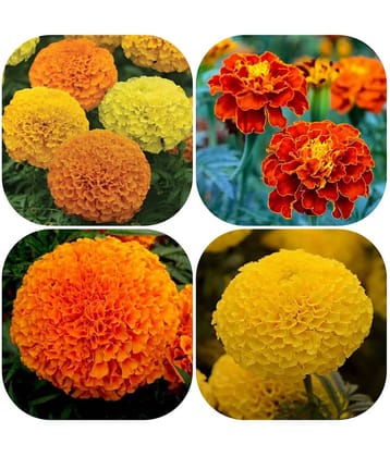 African Marigold Mix (Genda) Annual Flower Garden Seeds for Home Gardening (50 Seeds) | Organic and Natural All Season Flowering Seeds for Pots
