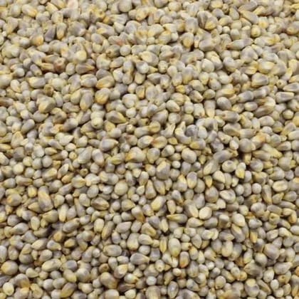 Bajra (sajje)