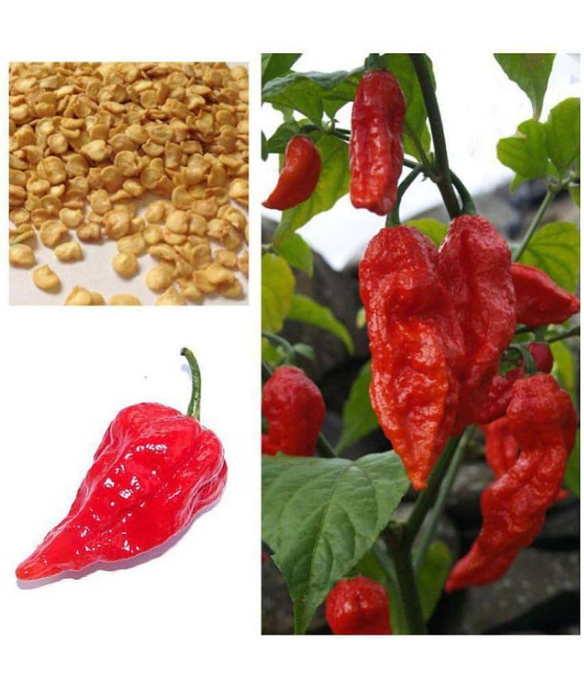Hot Chilli Pepper * Red Bhut Jolokia * Ghost Chilli Seeds 20 seeds