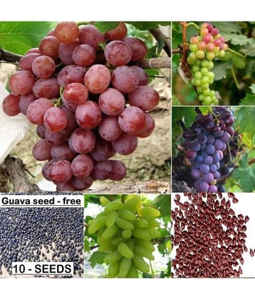 Mixed Grape Seeds Home Garden Vitis Vinifera Delicious Fruit Plant Seed 20 seeds
