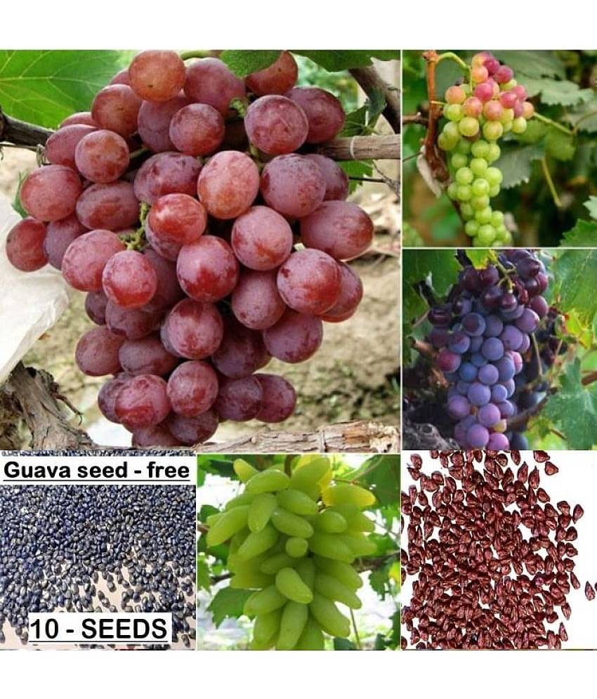Mixed Grape Seeds Home Garden Vitis Vinifera Delicious Fruit Plant Seed 20 seeds