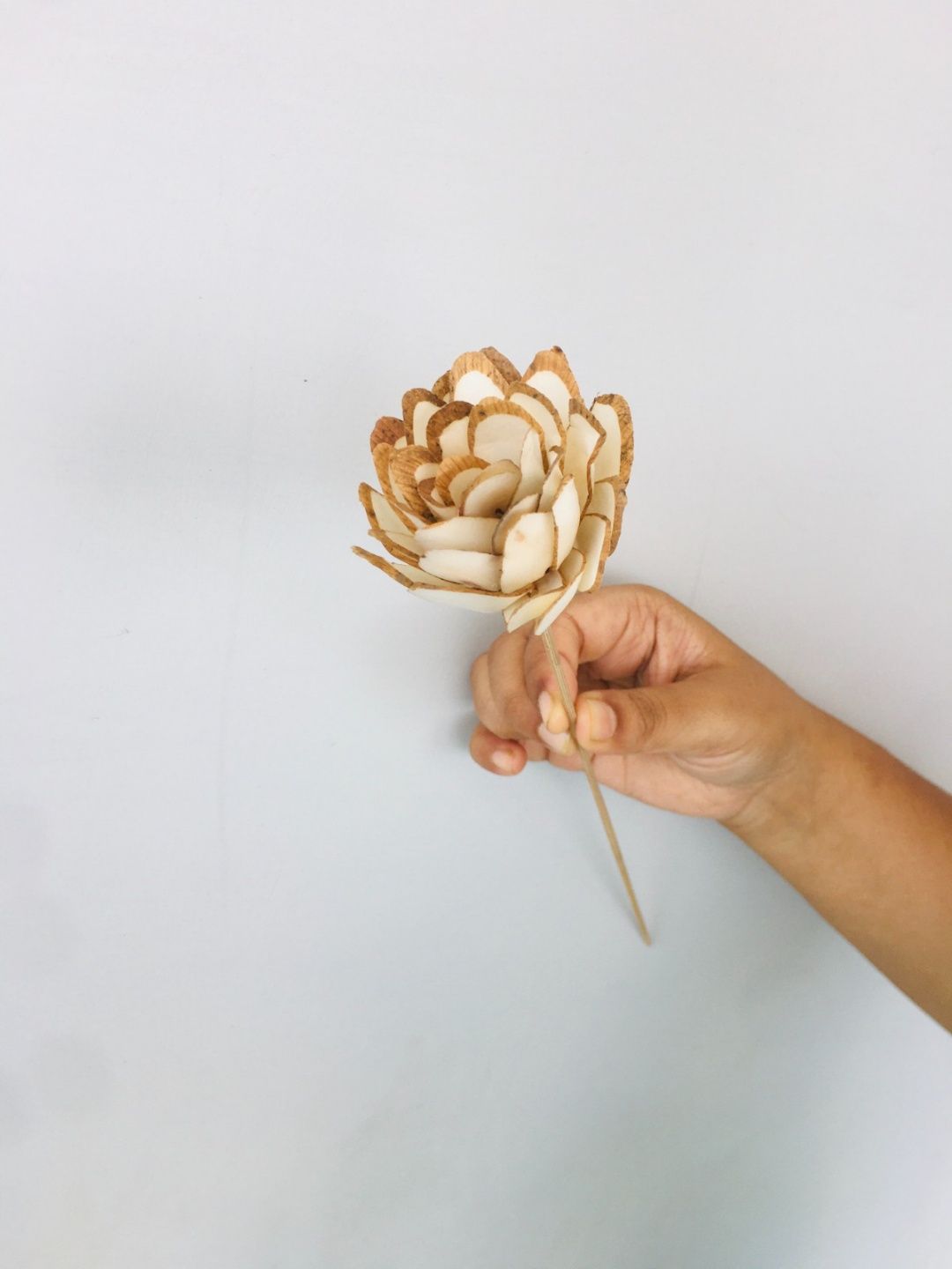 Almond Sola Flower (5pcs)