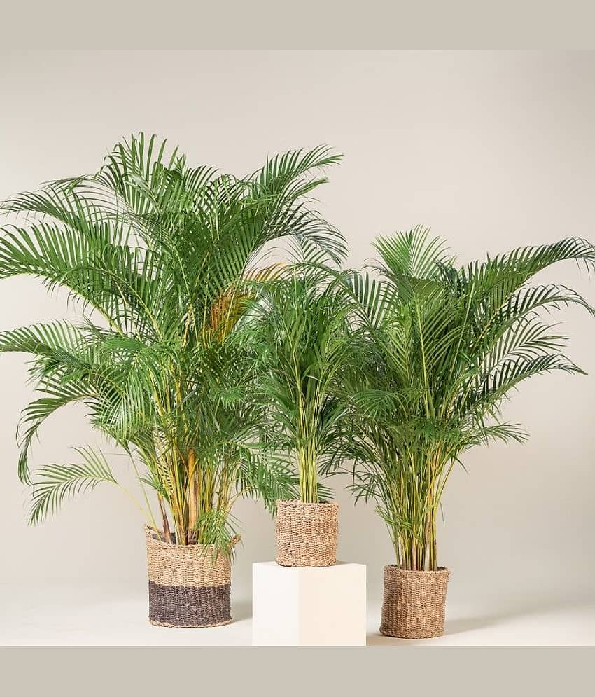 homeagro - Areca palm Plant ( 5 Seeds )