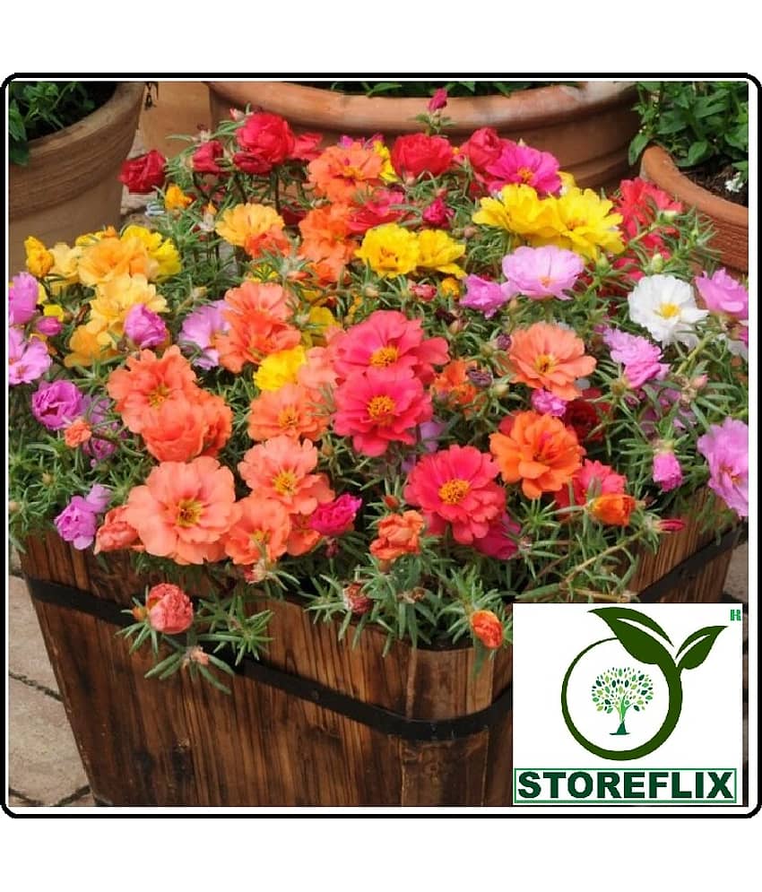 STOREFLIX PORTULACA MIX VARIETY FLOWER 100+ SEEDS PACK FOR INDOOR OUTDOOR HOME AND TERRACE GARDENING USE WITH FREEE COCOPEAT SOIL AND USER MANUAL
