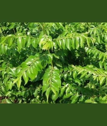 CLASSIC GREEN EARTH - Celery Herb ( 50 Seeds )