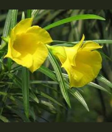 CLASSIC GREEN EARTH - Kantola Flower ( 10 Seeds )