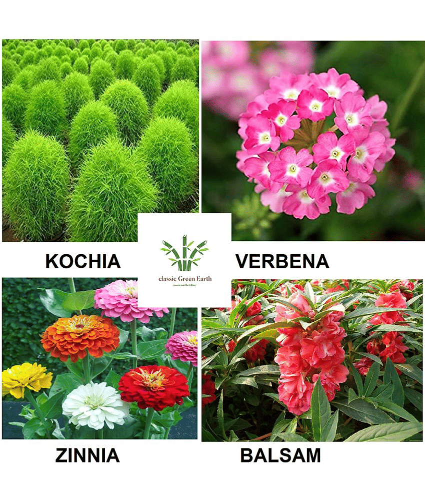 Kochia ,Balsam, verebena ,zinnia flower seeds 200+ seeds with growing cocopeat