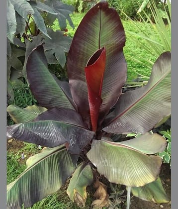 Cloud Farm Outdoor Fruit Plant ( Pack of 1 )