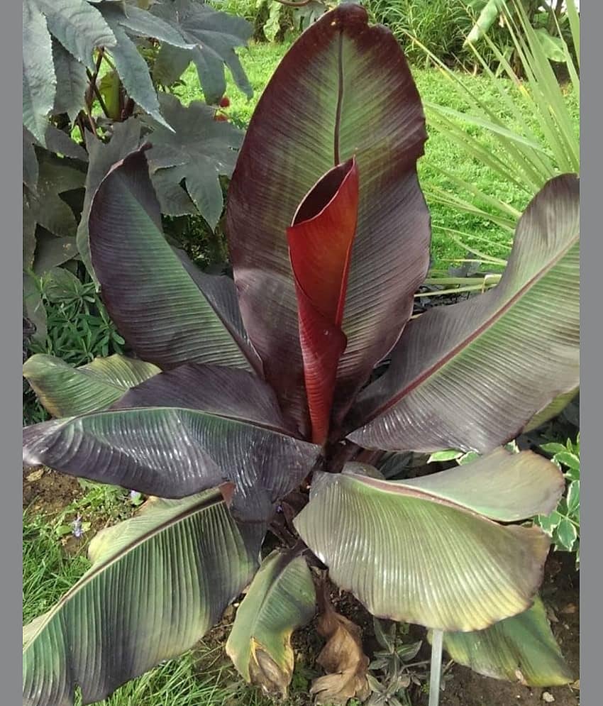 Cloud Farm Outdoor Fruit Plant ( Pack of 1 )