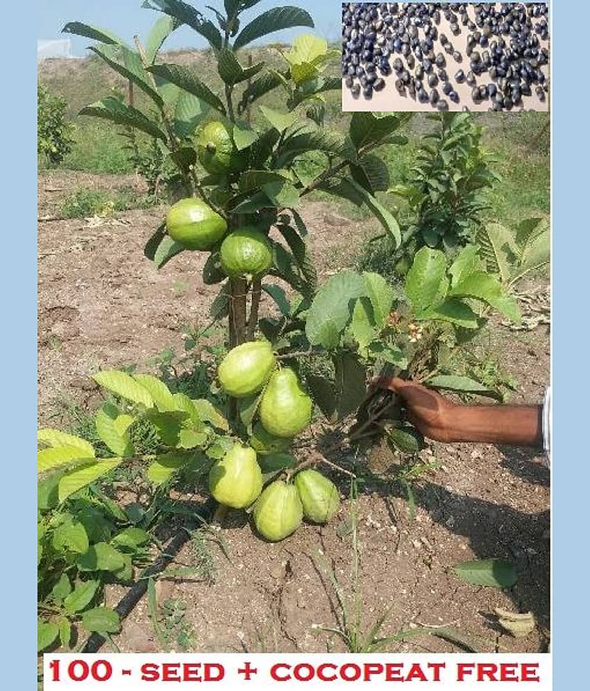 Giant Thailand Guava Fruit Seeds Pack of 100 seeds with (100gm cocopeat)