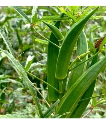 High Yield Lady Finger Hybrid F1 Supreme (II) Seeds for Terrace Kitchen Balcony Gardening 20 Seeds