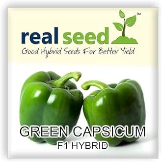 Real Seed Green Capsicum F1 Hybrid Vegetable Seeds