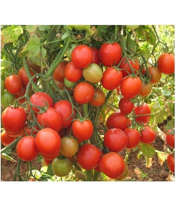 SarvaRetail Tomato Seeds (High Quality)