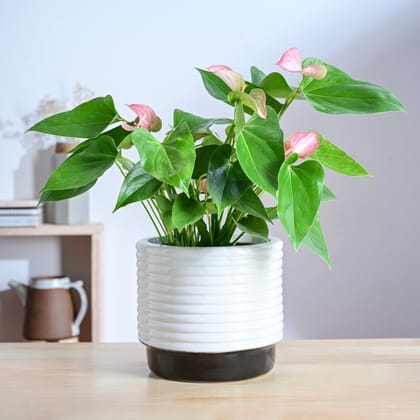 Untold stories Ceramic Planter-Black