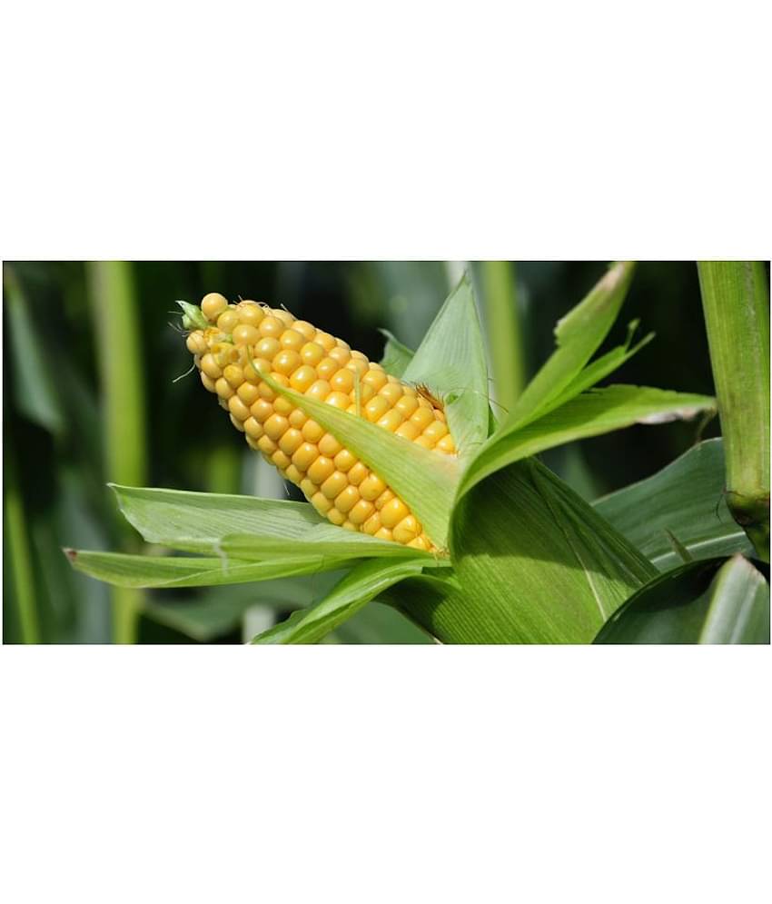 SWEET CORN SEEDS 50 SEEDS