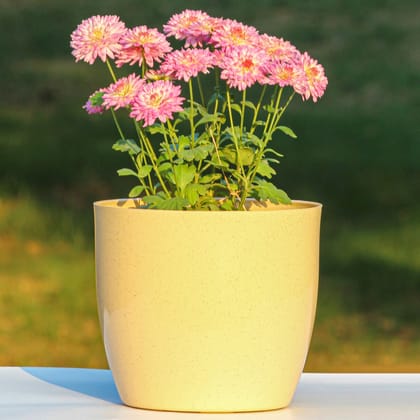 Beige Dotted Pavo Classic Planter-8 Inch / Pack of 2