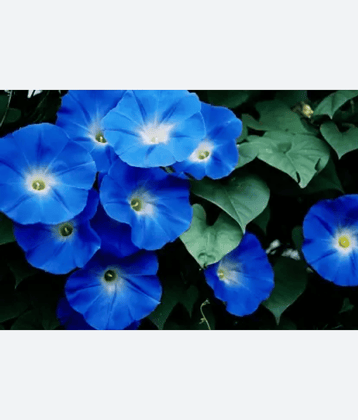 CLASSIC GREEN EARTH - Ipomoea Flower ( 17 Seeds )