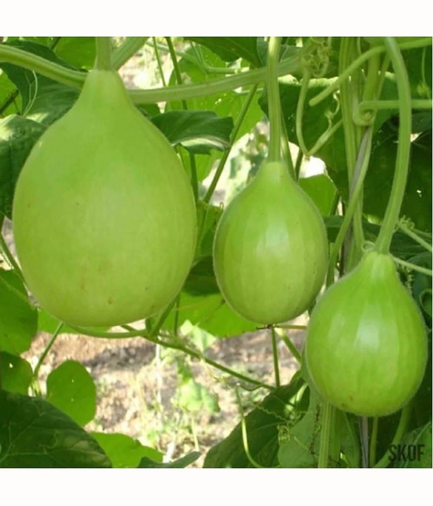 LiveNature Organic Round Bottle Gourd Vegetable ( 50 Seeds )