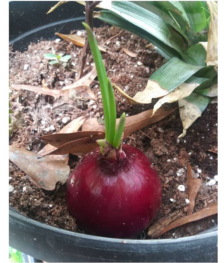 FLARE SEEDS Onion F1 Hybrid Seeds - Pack Of 100 Best Quality Seeds