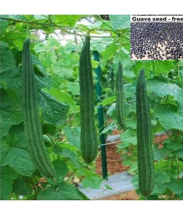 Ridge Gourd (Toree) Jaipur Long - Desi Vegetable 20 Seeds + Guava seed free ( 10 seed )