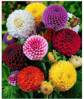 Ishika Dahlia Mixed Flower Plant Seeds
