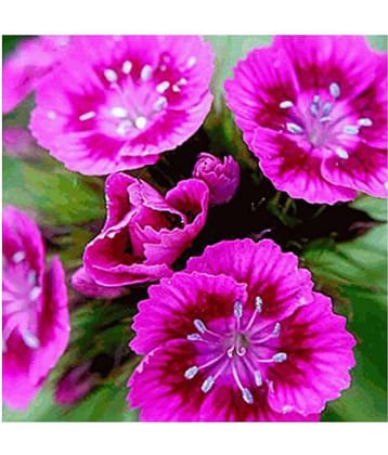 Everwilde Farms Sweet William Winter Flower Seeds with Coco Peat Seed Starter