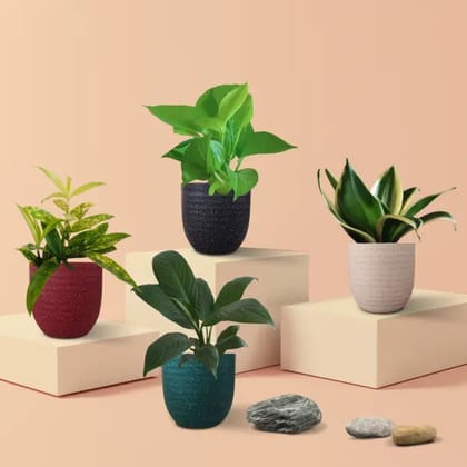 Air Purifying Plants Combo for Home in Eco Pots (Small)