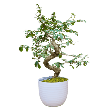 Birthright || Chinese Elm || Plant