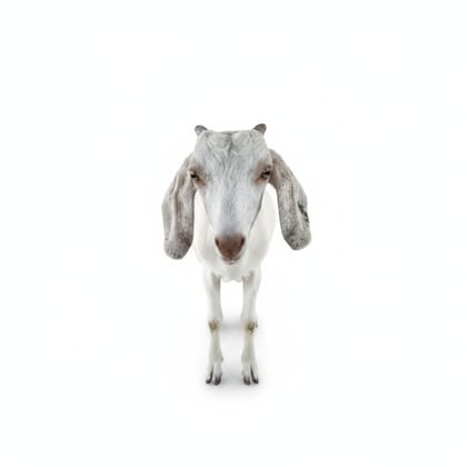 Fresh Premium Goat Meat - 10 kg - One pack of goat meat