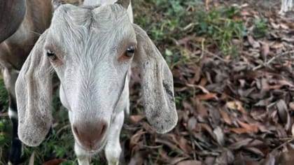 Live Goat - 10 kg - One live goat