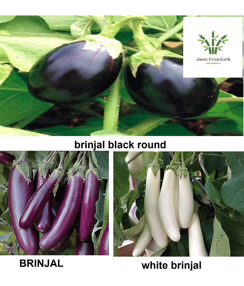 brinjal plant seeds 3 type white round long 100+ seeds with cocopeat