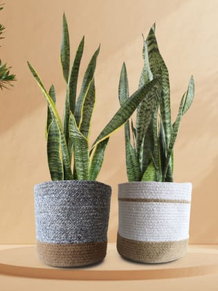 Statement Snake Plants for Living Room