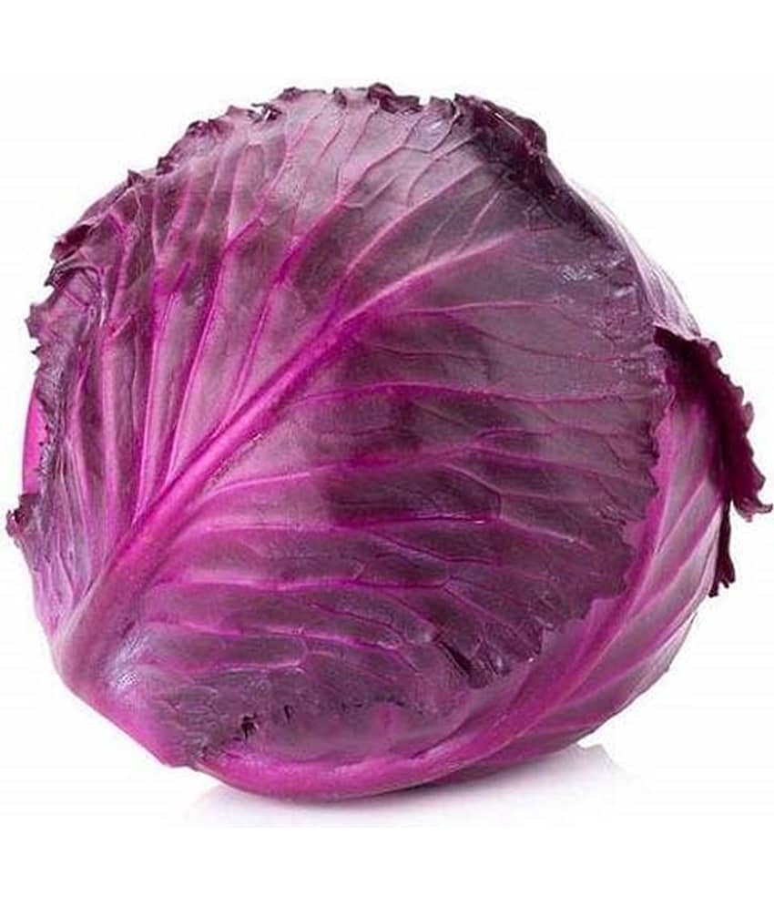 Red Cabbage 40 Premium Seeds For Hom Gardening