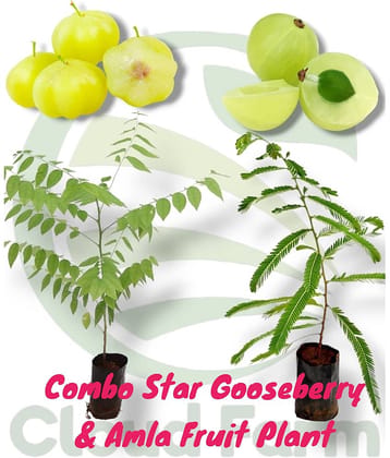 Cloud Farm Outdoor Fruit Plant ( Pack of 2 )