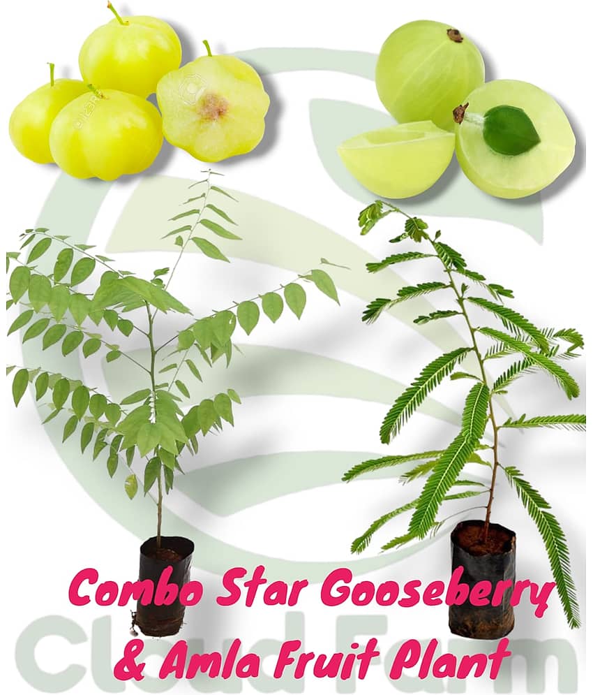 Cloud Farm Outdoor Fruit Plant ( Pack of 2 )