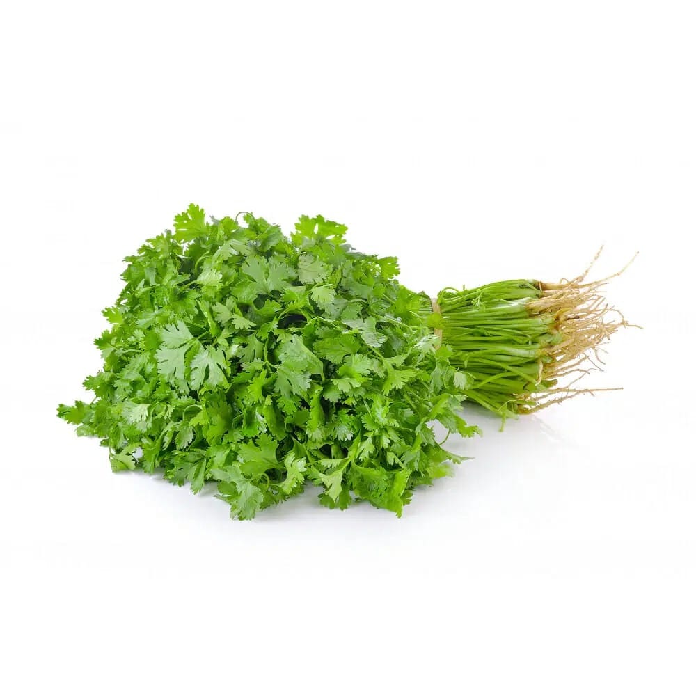 Coriander Bunch