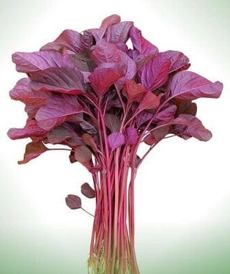 Red Spinach 1 Judi