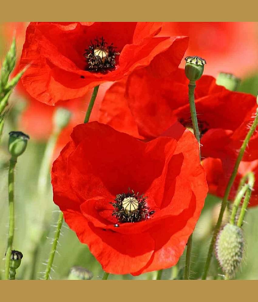 POPPY Bloom Flower Seeds 50 each – Poppy