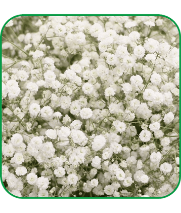 Aero Seeds Gypsophila Pack of 200 Seeds