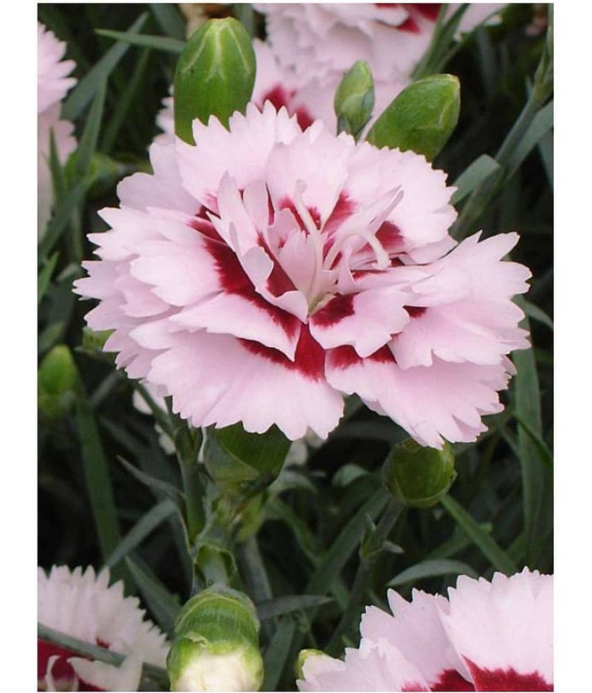 Matrix Dianthus Fragrant Flower Raspberry Surprise Seeds
