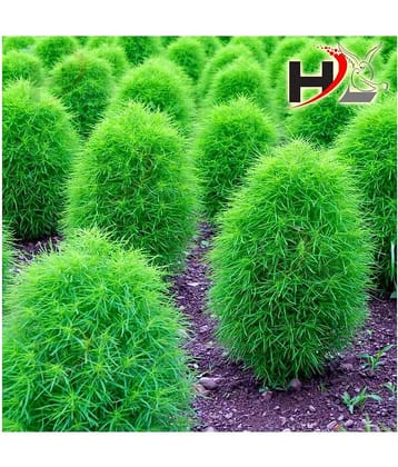 HL Kochia Green Grass Ball Flower Hybrid Seeds For Home Gardening Planting
